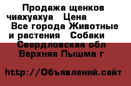 Продажа щенков чиахуахуа › Цена ­ 12 000 - Все города Животные и растения » Собаки   . Свердловская обл.,Верхняя Пышма г.